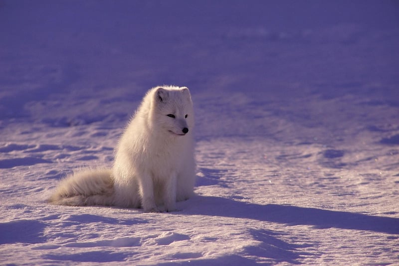 Arctic Ventures