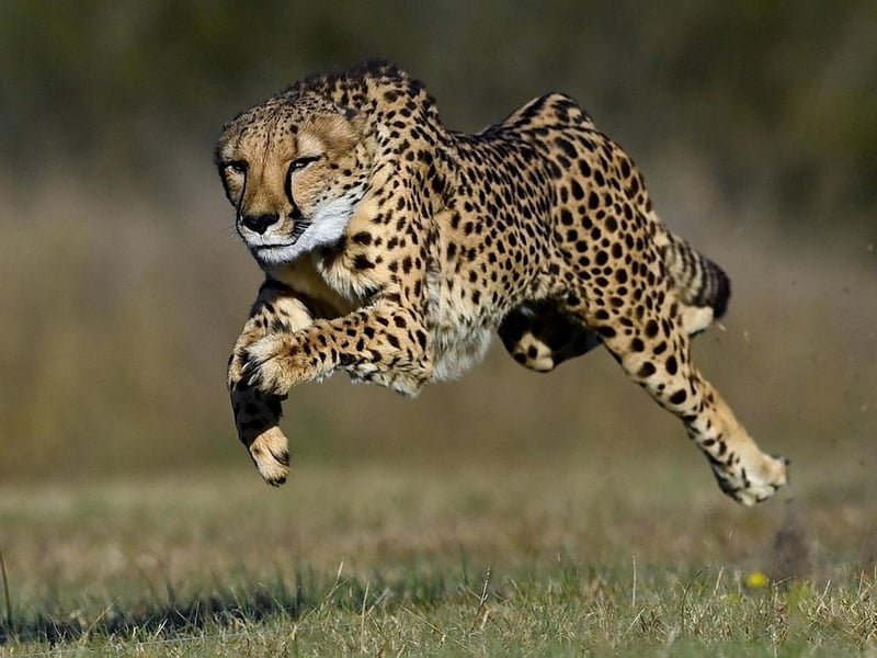 Wilderness Chase